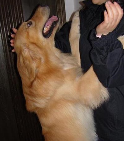 金毛扑小孩怎么纠正,金毛爱扑陌生人怎样纠正