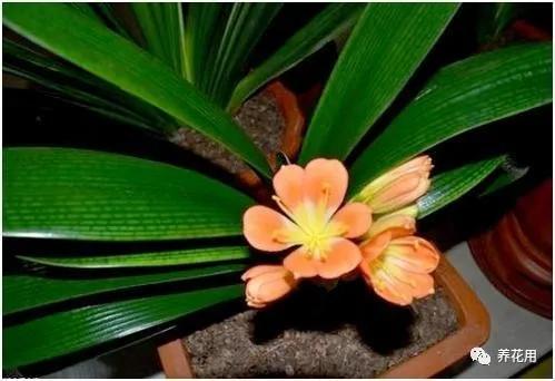 淘米水黄豆水养花的正确方法,黄豆水可以和淘米水混合浇花吗