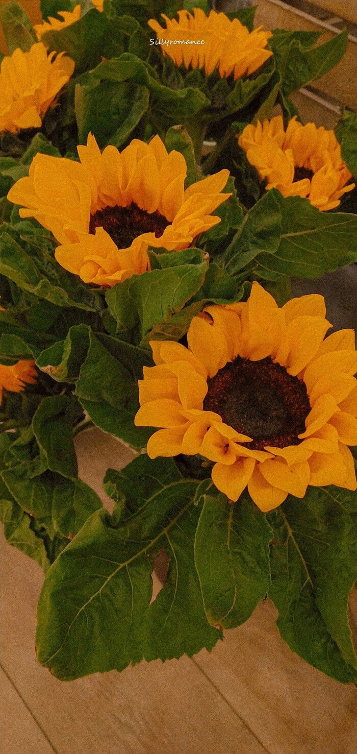 向日葵向阳而生下一句是什么,向日葵向阳而生文案