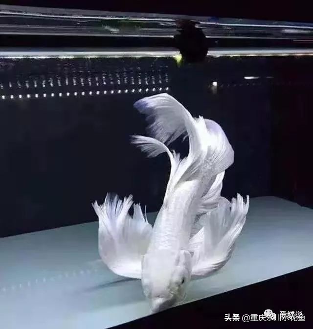 普身蝴蝶鲤和龙凤锦鲤的区别,龙凤锦鲤和蝴蝶锦鲤哪个更贵