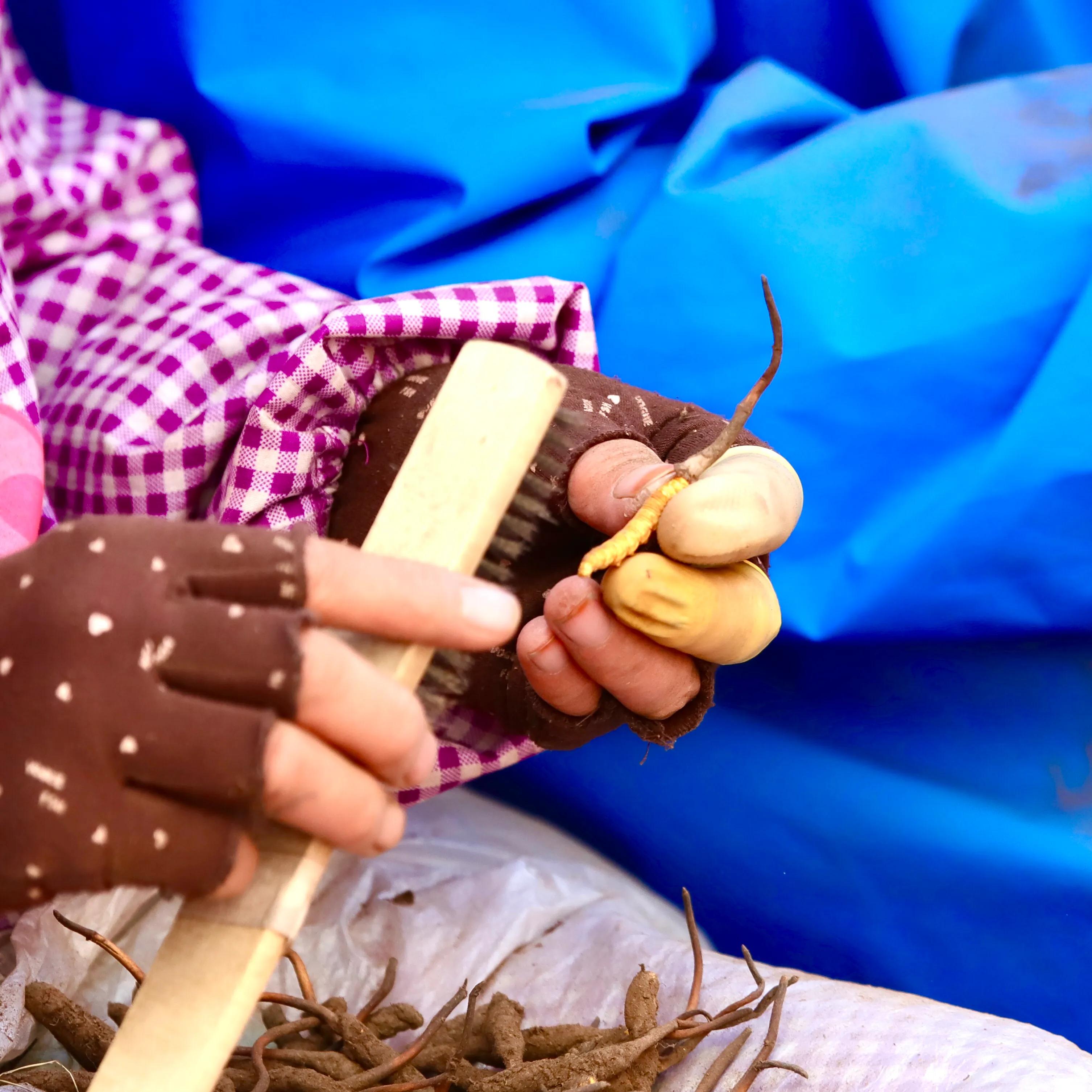 中国最大虫草市场,全国最大冬虫夏草集散地