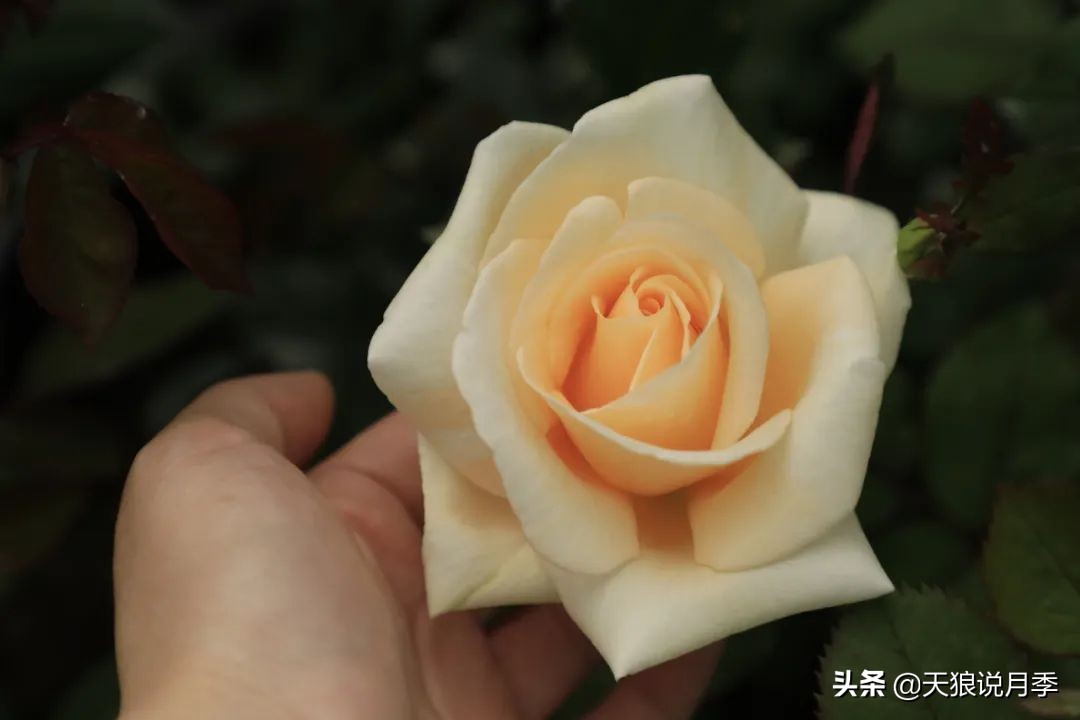 怦然心动的万人迷月季，原来从它而来（二）