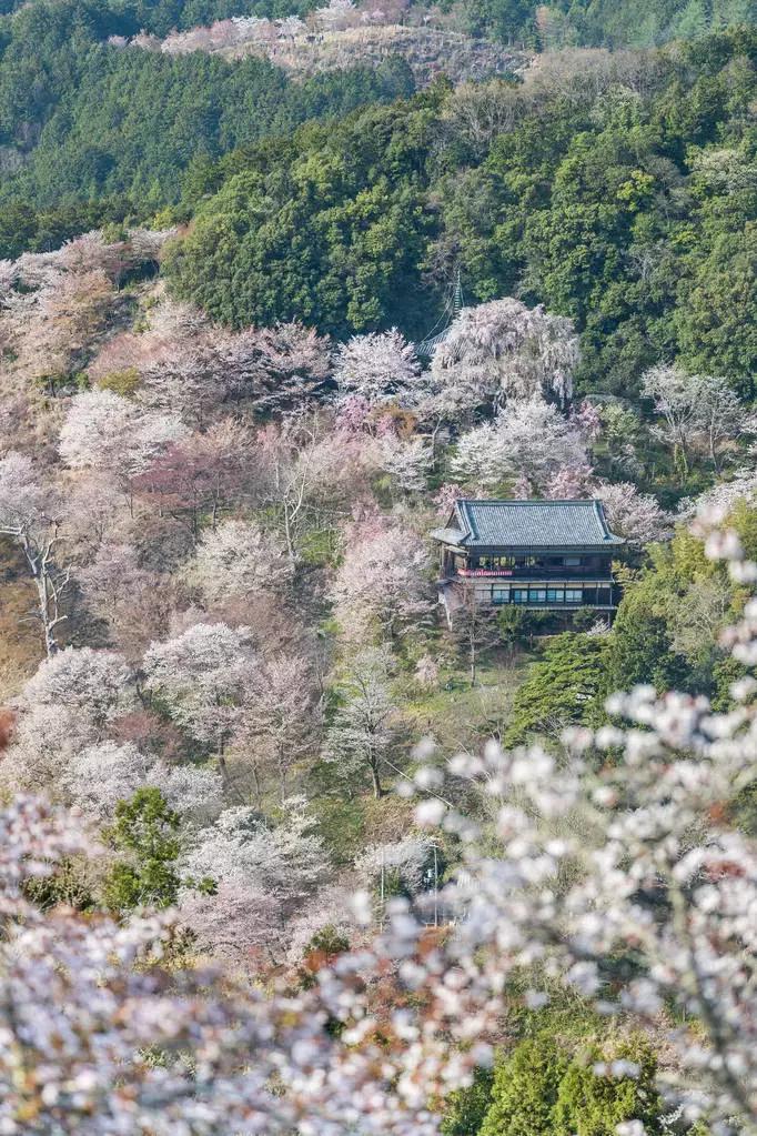 日本樱花季具体时间,日本樱花几月份去最好