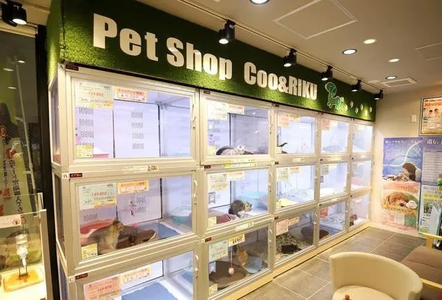 日本留学生养猫怎么带回国,名校志向塾东京地址