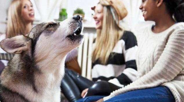 宠物狗需要每天遛狗吗,狗可以每天只遛一次吗