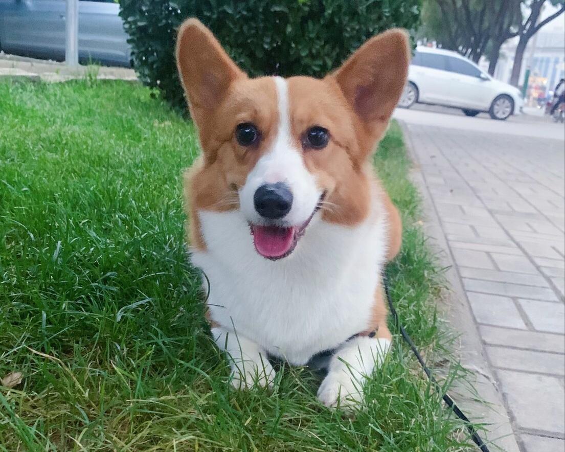 柯基幼犬第一天到家注意什么,饲养柯基6大禁忌你做过几个