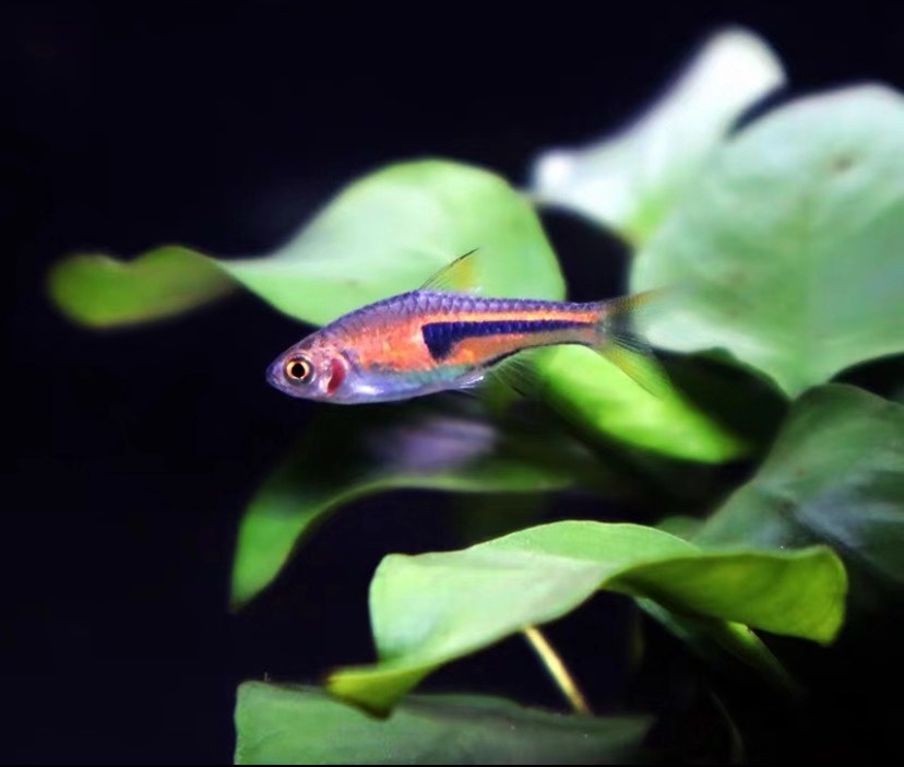 小型观赏鱼金三角灯,库尔勒金三角观赏鱼