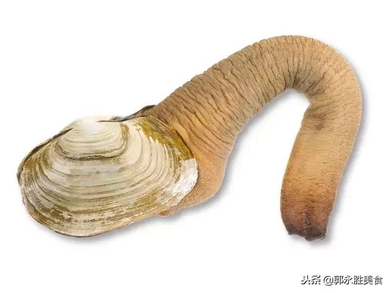 长相难以启齿的象拔蚌,当年餐桌上可是炙手可热!