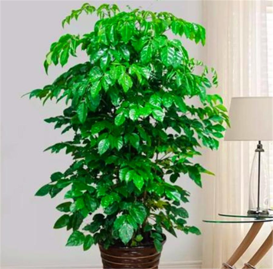 幸福树怎么防止发黄,幸福树有黄叶子怎么办