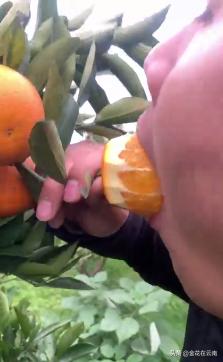 临近年关吃东西容易上火,就让这款小甜橙拯救一下