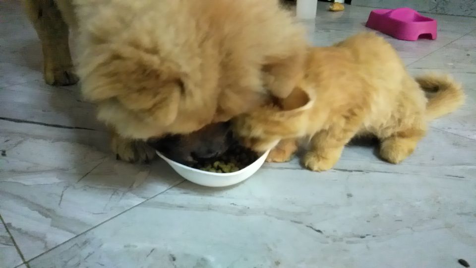 小松狮犬与松狮犬的区别,家有宝宝养小狗合适吗