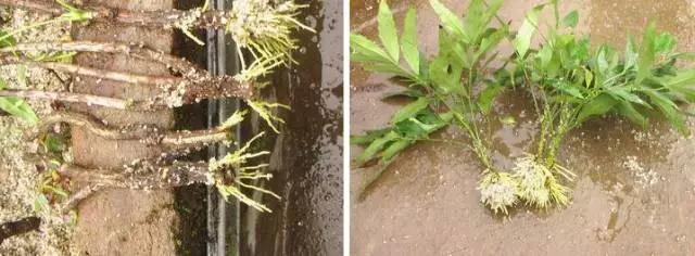 冬天能扦插蟹爪兰放室内还是室外,这4种花现在扦插最容易生根杀菌