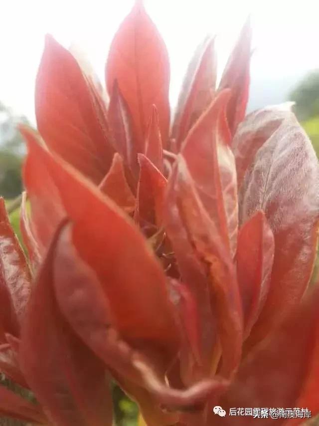 后花园旅游风景区,后花园古镇免费景点