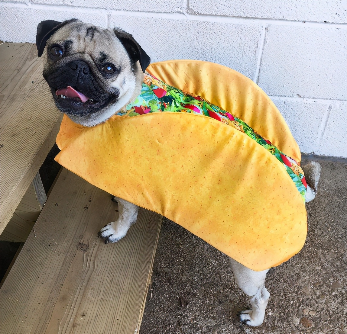 巴哥犬掉毛厉害怎么解决,巴哥犬不吃东西什么原因