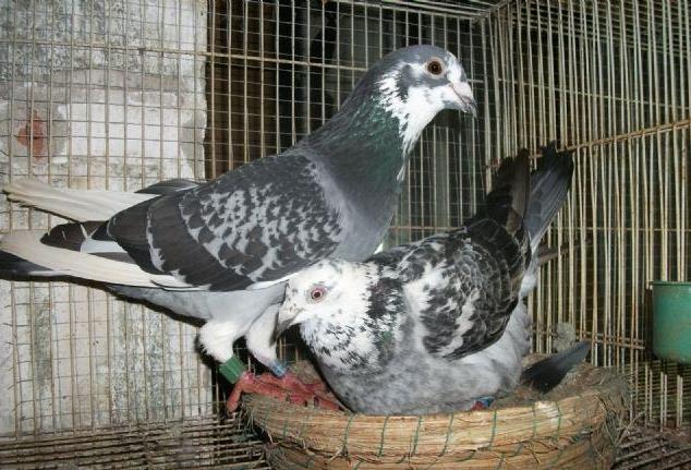 信鸽越老出的幼鸽越好吗,信鸽迟归的原因