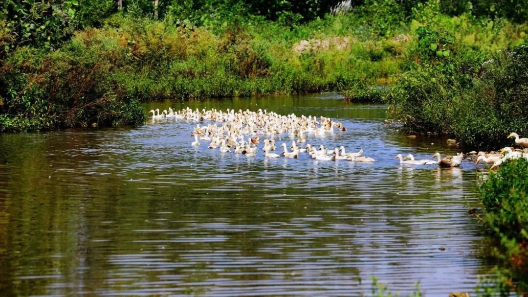 夜读|放鸭田野上，志在云天外