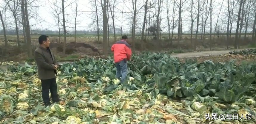 封路运不出去、批发商不要、进不了城上网卖，湖北的菜蔬无处安放