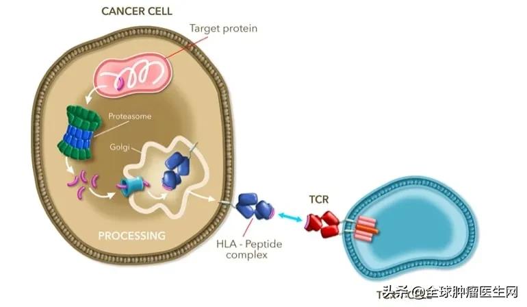 赶超CAR-T!新型T细胞免疫疗法TCR-T大战实体瘤