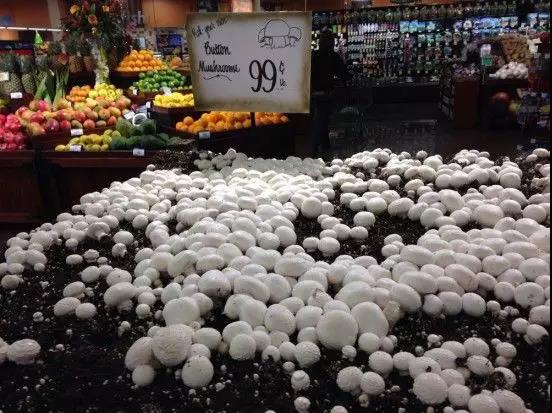 外国人爱吃的蘑菇,外国人吃巧克力蘑菇饼干