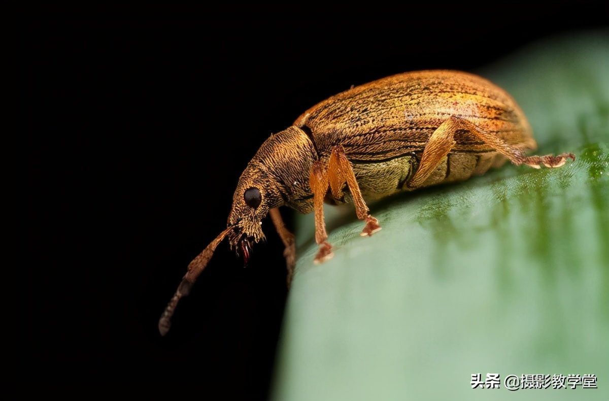 如何拍好微距摄影,摄影微距时怎么拍清全貌