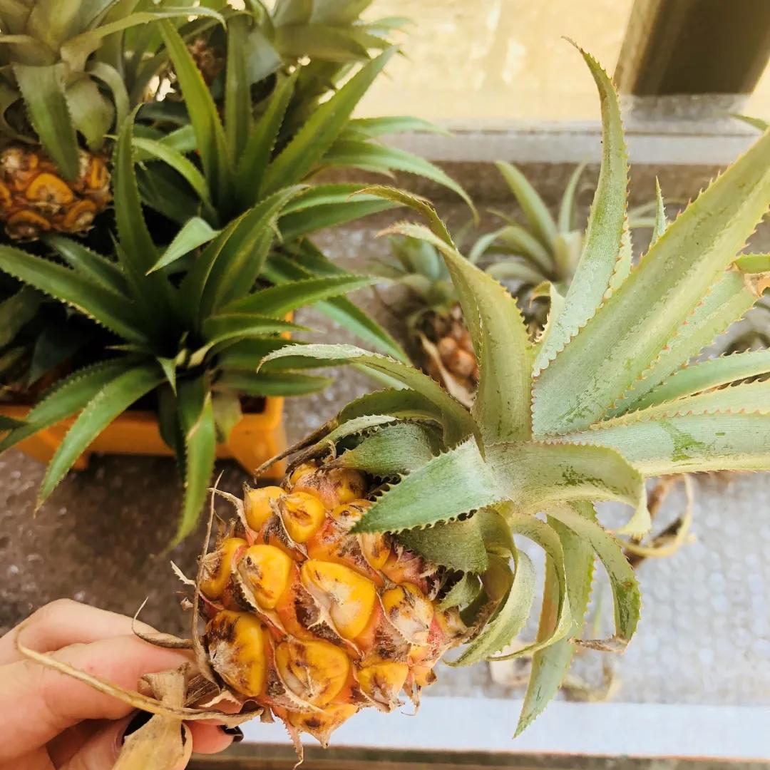 泰国清迈游玩攻略视频,泰国清迈四日旅游攻略