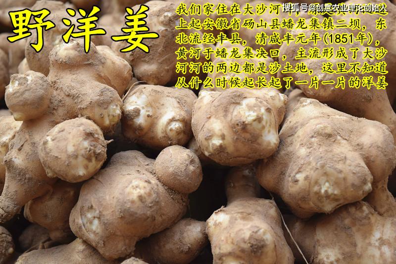 盆栽洋姜的方法,家庭种洋姜的正确方法