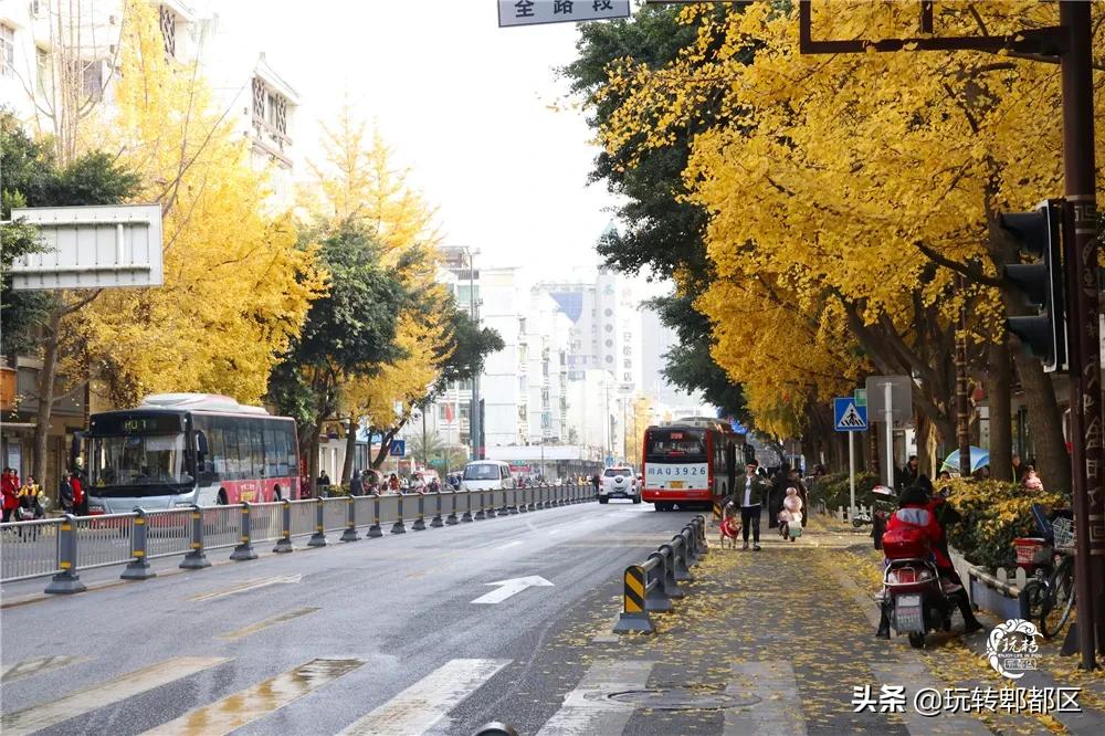 郫都区十大银杏打卡地,郫都区看银杏最好的地方