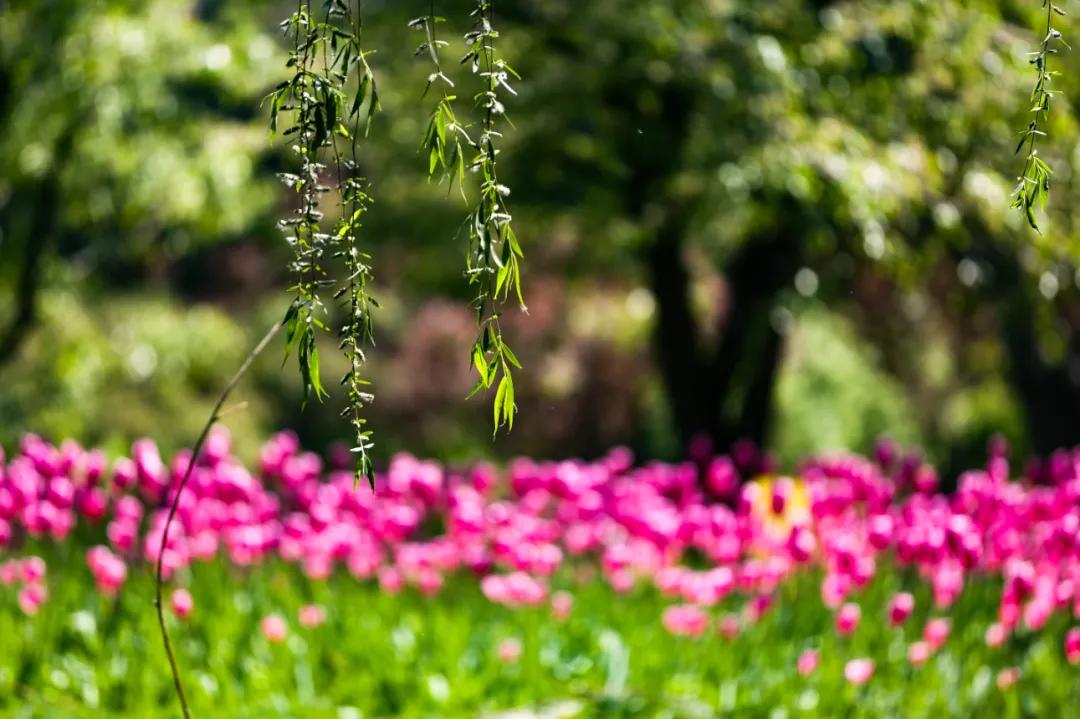 时光清浅秋意阑珊,时光清浅浮世清欢