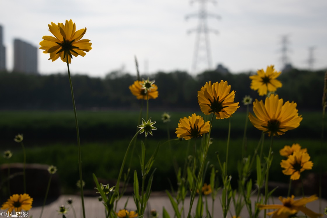 剑叶金鸡菊盆栽,重瓣剑叶金鸡菊图片