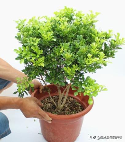 米兰怎么养才能开花不断,米兰如何养怎么能让它多开花