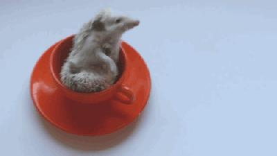 不止在动画中,现实中也能拥有的小宠物,非洲迷你刺猬你值得拥有