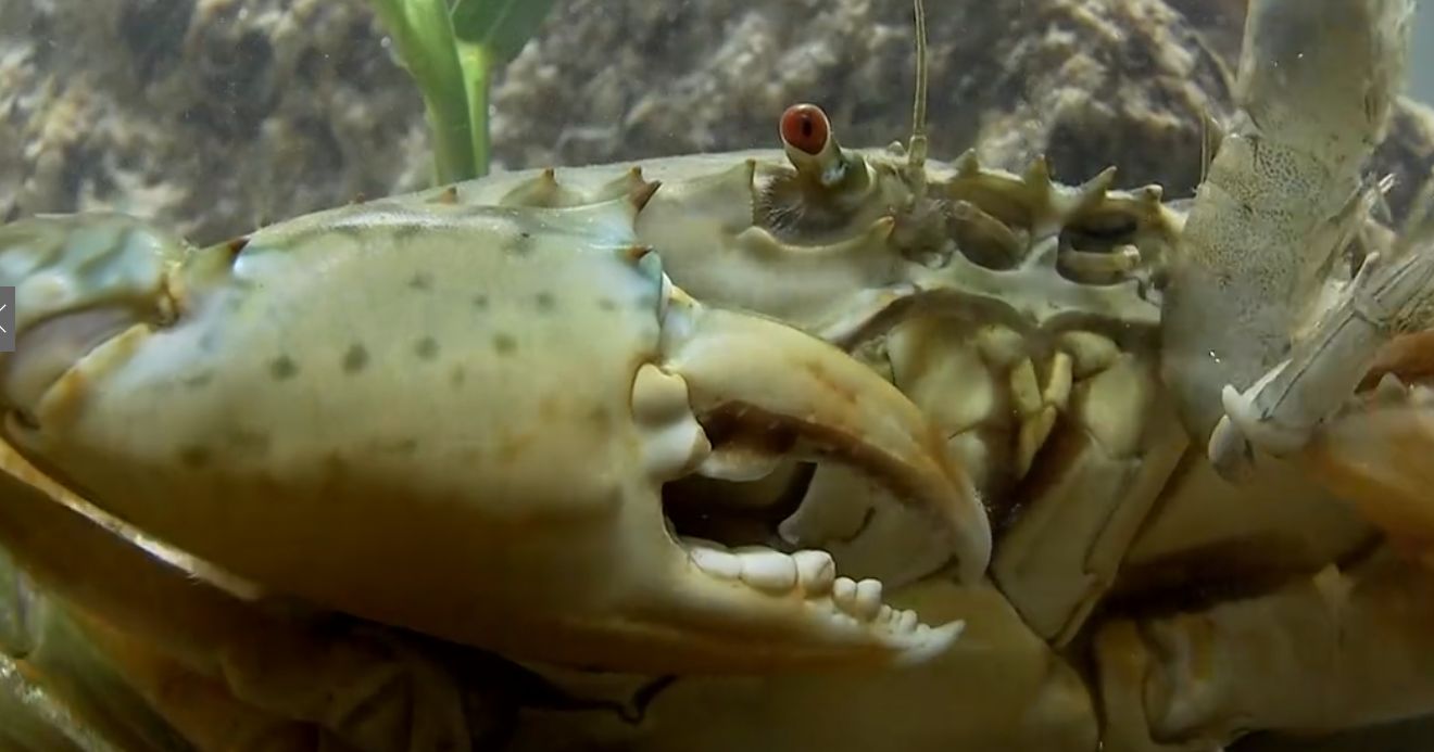 正宗和乐蟹哪里买,广州膏蟹市场价格