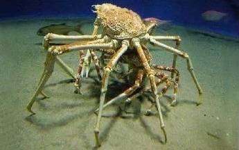 你不知道的13个螃蟹冷知识,螃蟹的冷知识有多可怕