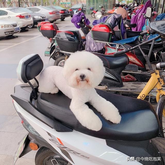 疫情狗不能出去遛狗怎么办,疫情不能遛狗怎么办