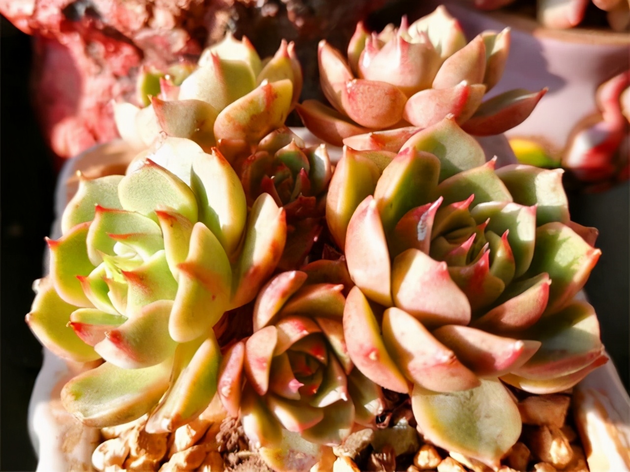 多肉入秋养护重点,多肉超过三十度夏天养护并不难