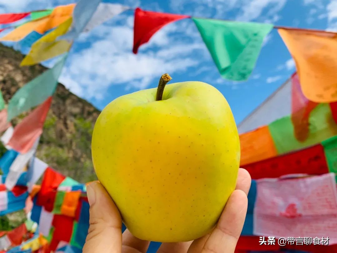当你吃过黄香蕉苹果黄元帅就懂了现在藏区的小金冠苹果为何受欢迎