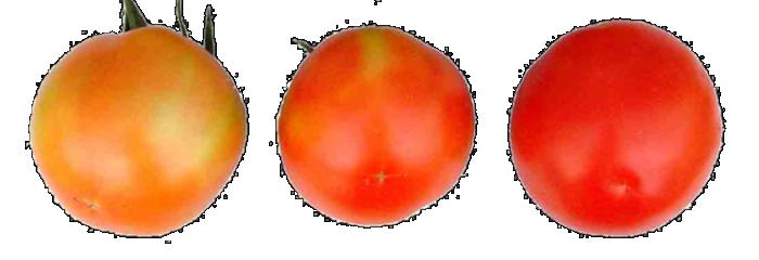 西红柿转色慢怎么解决,西红柿转色的最佳温度