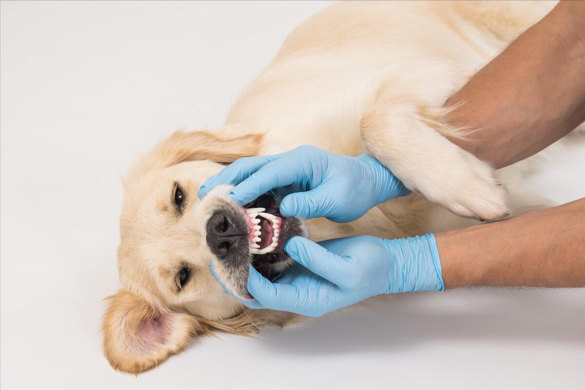 老年狗后腿无力站不起来怎么办,如何照顾老年犬这几点很关键