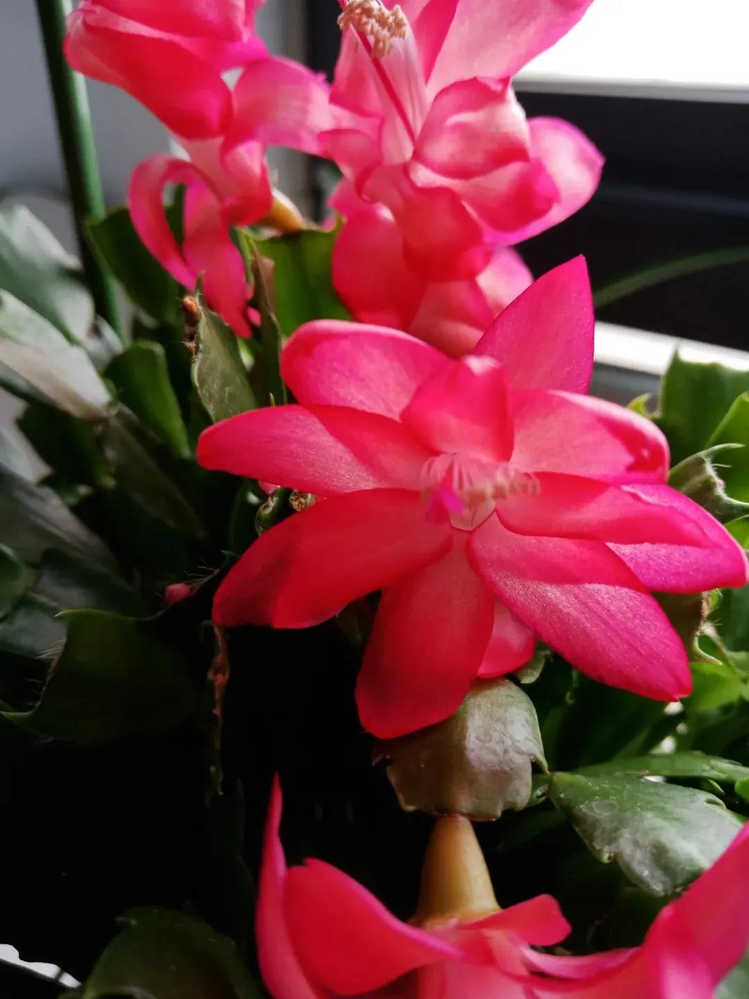 蟹爪兰20棵,有20株蟹爪兰适合多大的盆