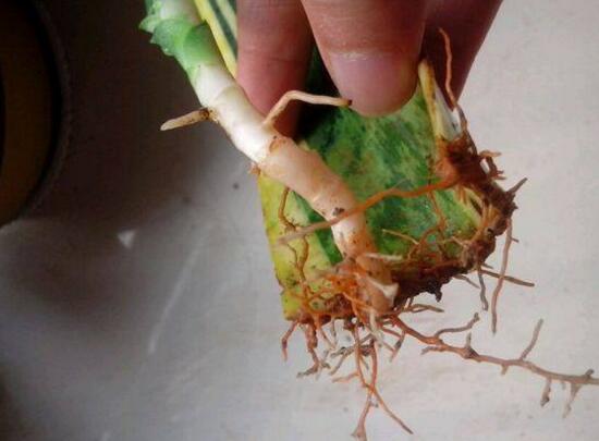 虎皮兰水培生根后可以直接土培吗,虎皮兰水培要多少天生根