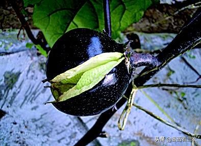 茄子僵果和畸形果是怎么造成的,茄子裂果是怎么回事该如何防治