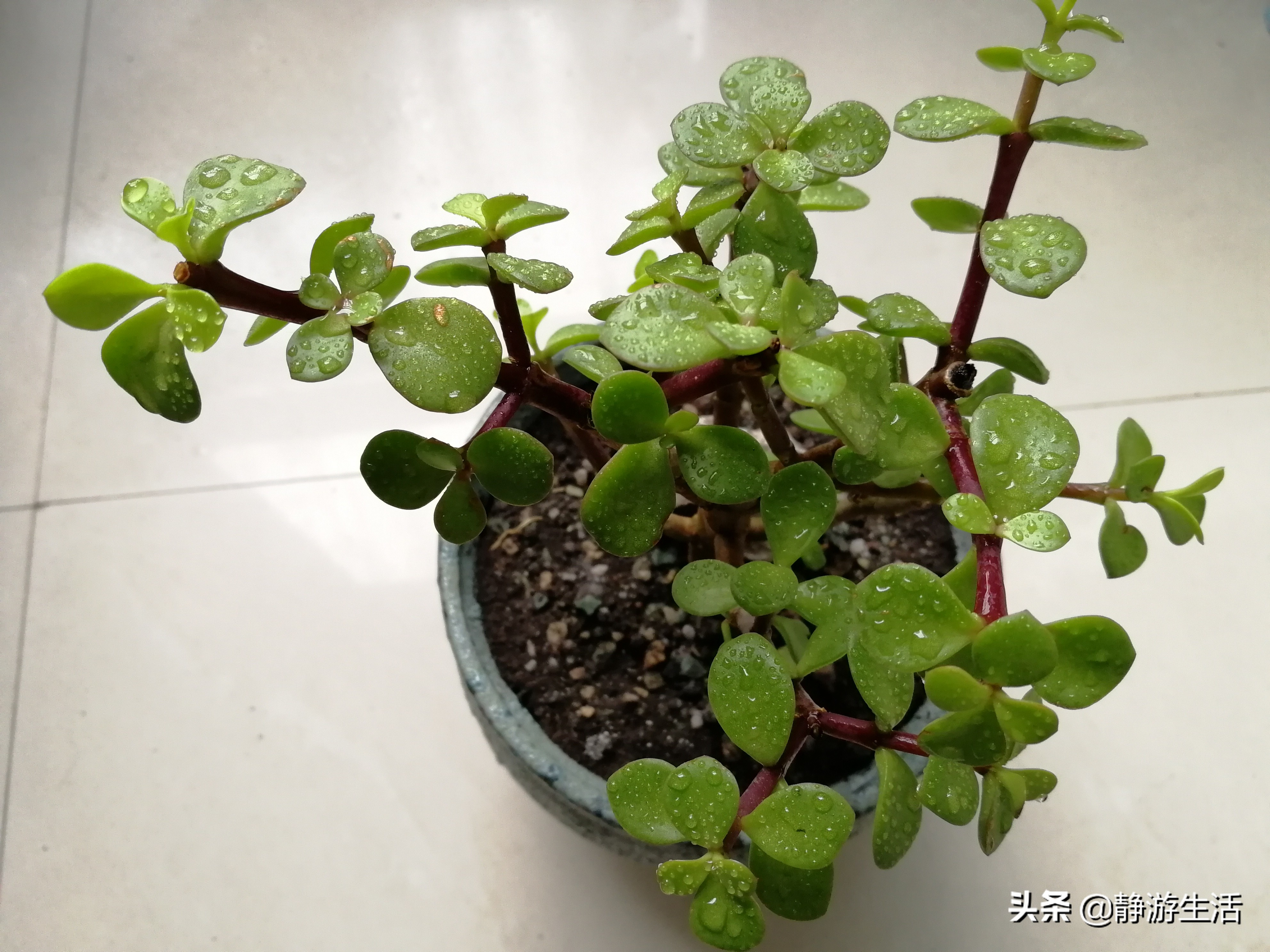 雅乐之舞，这飞扬在尘世间的灵动舞者