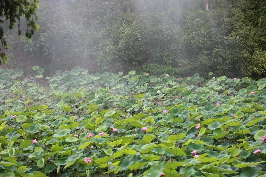 又到一年赏荷季又见荷花,广州莲花山荷花