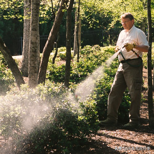月季的养护方法和管理,月季的养护方法及注意事项