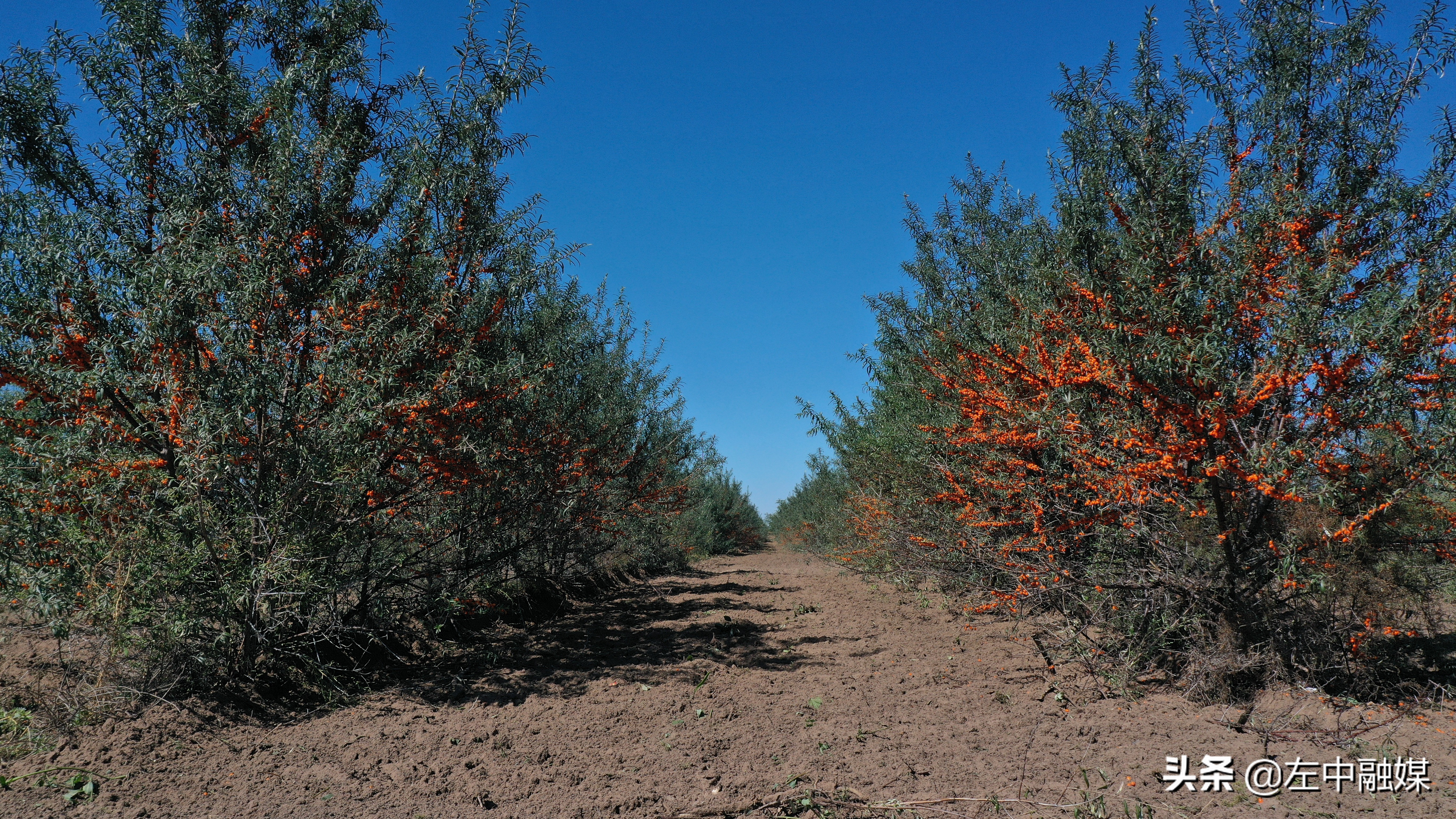 沙棘产业做得最好的地方,小沙棘大产业