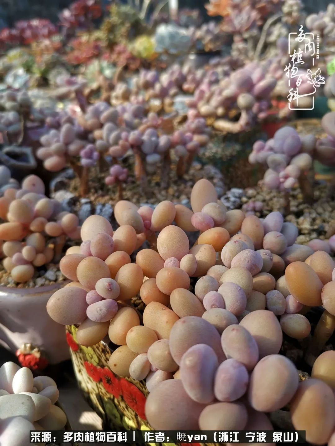 多肉初级入坑者,入坑多肉