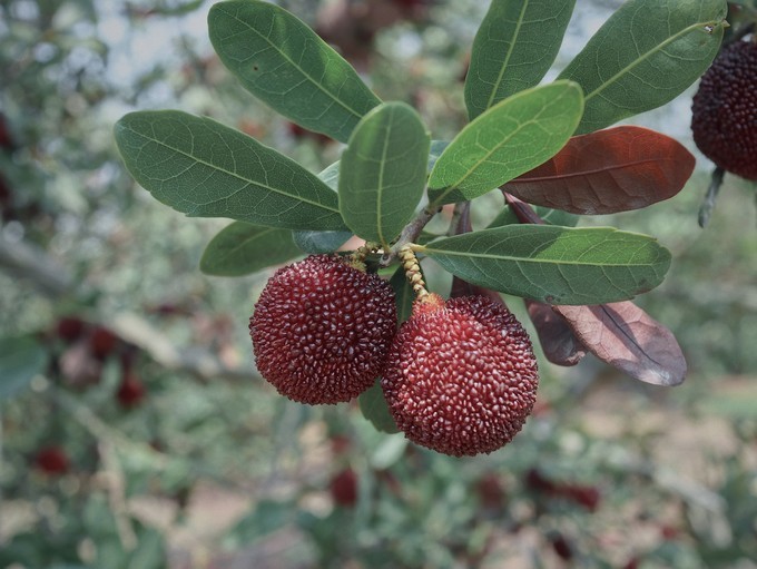 火山岛旅游攻略自由行包车,火山岛三天两晚游