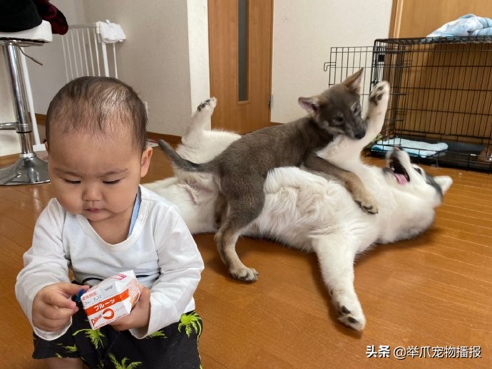 敬业狗狗霸气为牛群开路,敬业的狗狗