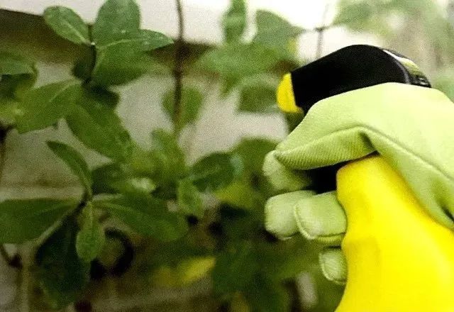 植物长虫子了怎么杀虫,植物长虫杀虫剂