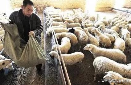 降低养羊成本的方法,养羊成本一只多少钱